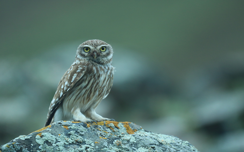 縱紋腹小鸮。江文江措攝