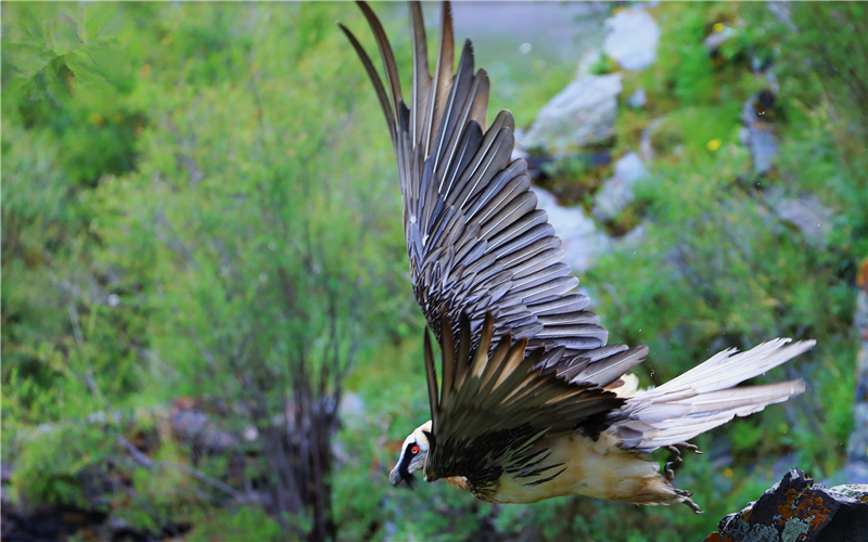 胡兀鷲。江文江措攝
