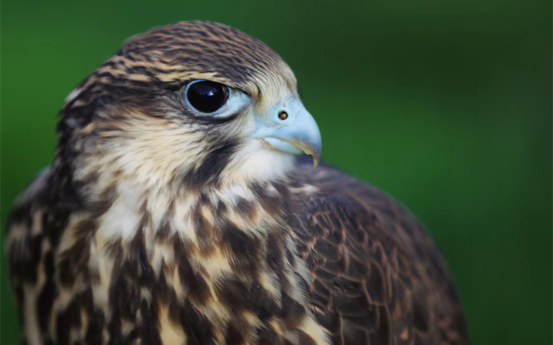 獵隼。江文江措攝
