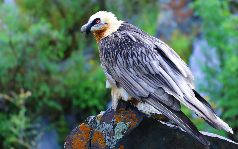 胡兀鷲。江文江措攝