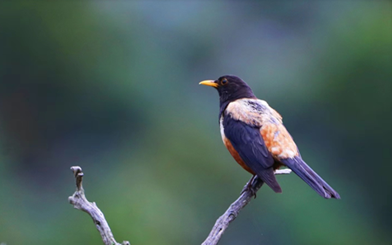 棕背黑頭鶇。江文江措攝