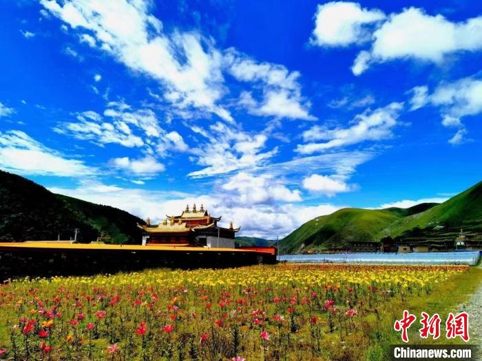 近百畝百合花競(jìng)相開(kāi)放，景色誘人?！∪捞量h委宣傳部供圖