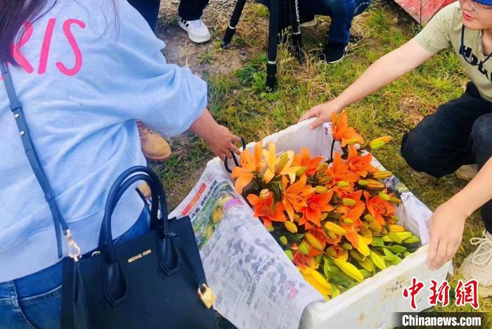 村民采摘百合花?！∪捞量h委宣傳部供圖