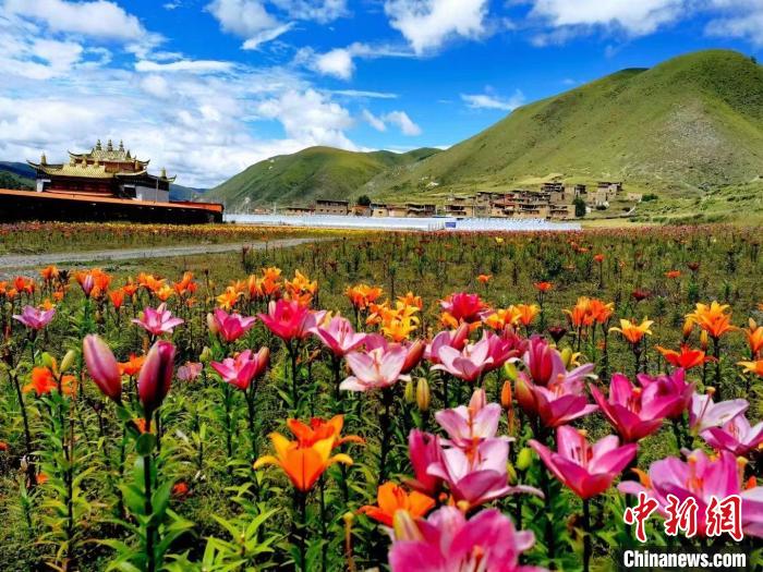 近百畝百合花競(jìng)相開(kāi)放，景色誘人。　壤塘縣委宣傳部供圖