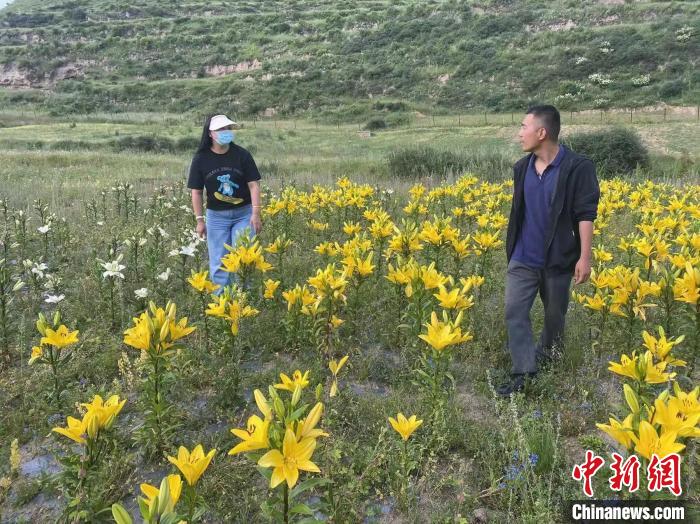 村民采摘百合花?！∪捞量h委宣傳部供圖