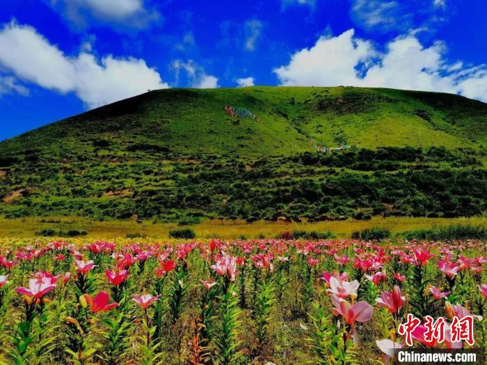 近百畝百合花競(jìng)相開(kāi)放，景色誘人?！∪捞量h委宣傳部供圖