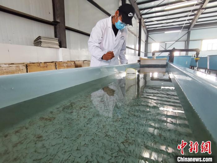 圖為工作人員檢查魚苗?！?zhí)砀?攝