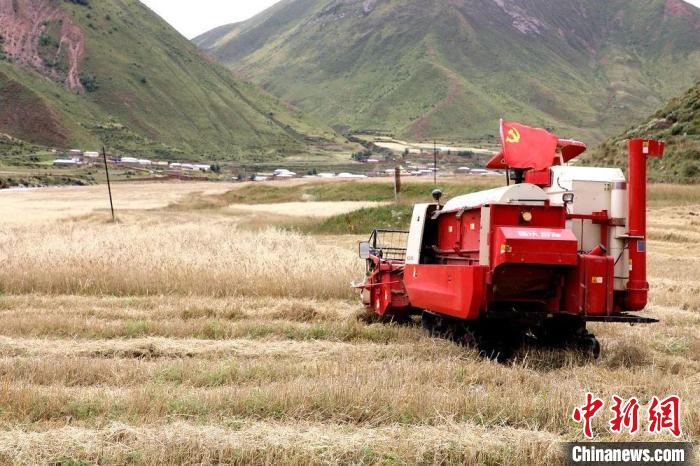 圖為秋收現(xiàn)場?！∮駱渲菸麄鞑抗﹫D