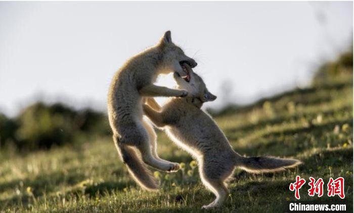 圖為郝進(jìn)芳的作品《難分勝負(fù)》?!∏嗪J∑钸B山自然保護(hù)協(xié)會供圖