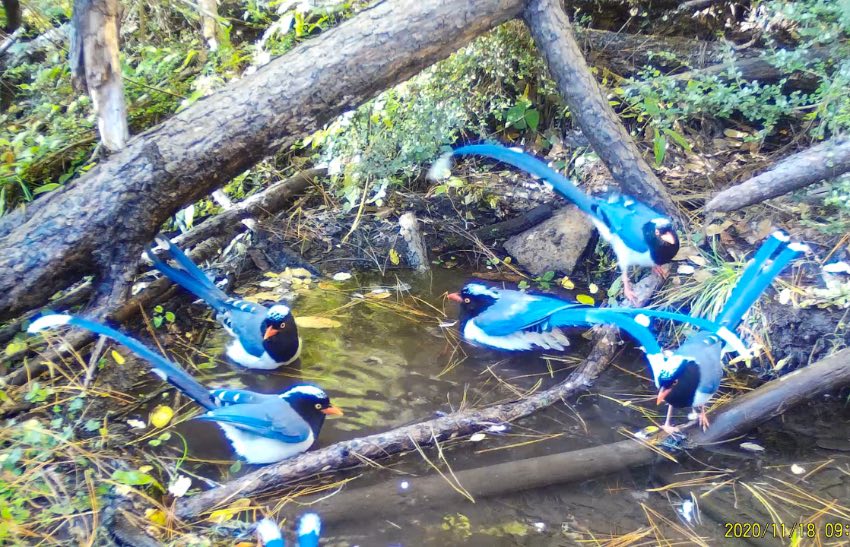 紅嘴藍(lán)鵲。涼山州委宣傳部供圖