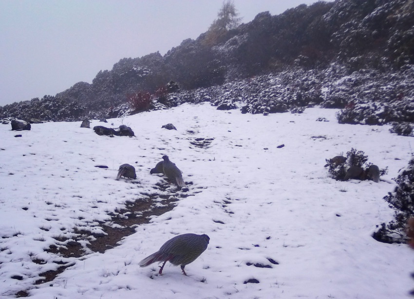 血雉。涼山州委宣傳部供圖