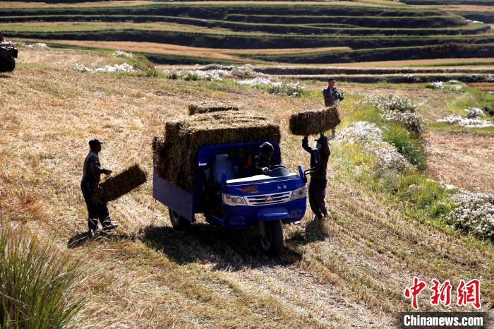 圖為飼草晾曬、打捆?！●R芝芬 攝