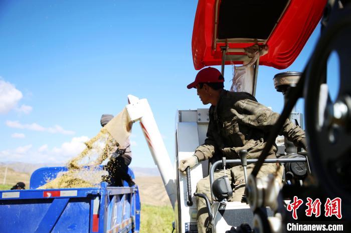 圖為飼草收割?！●R芝芬 攝