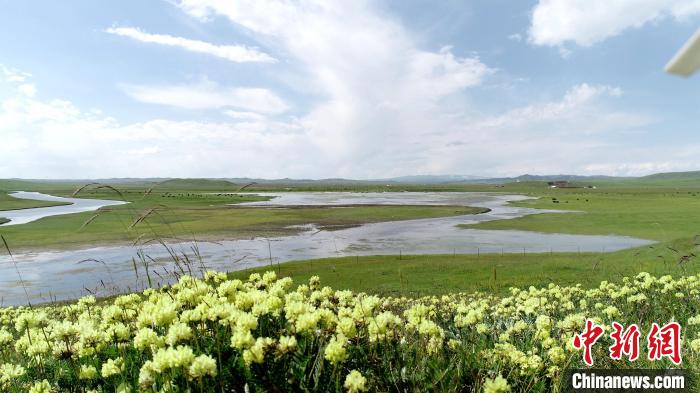 青海澤曲草原見聞：牛羊可“選美”，“生態(tài)畜牧”成招牌