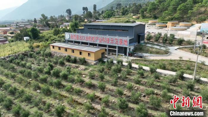 伍合村的油橄欖種植基地?！「呒午?攝