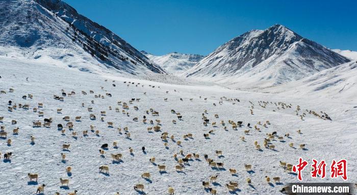 圖為羊群在雪地里覓食?！《继m縣融媒體中心供圖