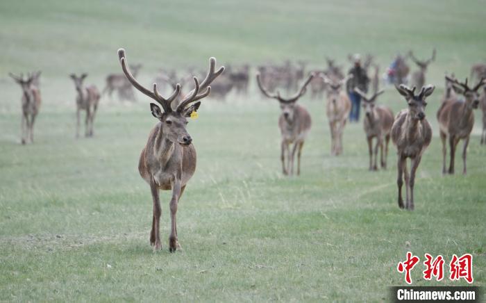 2022年夏日時節(jié)，甘肅張掖市肅南縣祁連山下的馬鹿養(yǎng)殖基地。(資料圖) 楊艷敏 攝