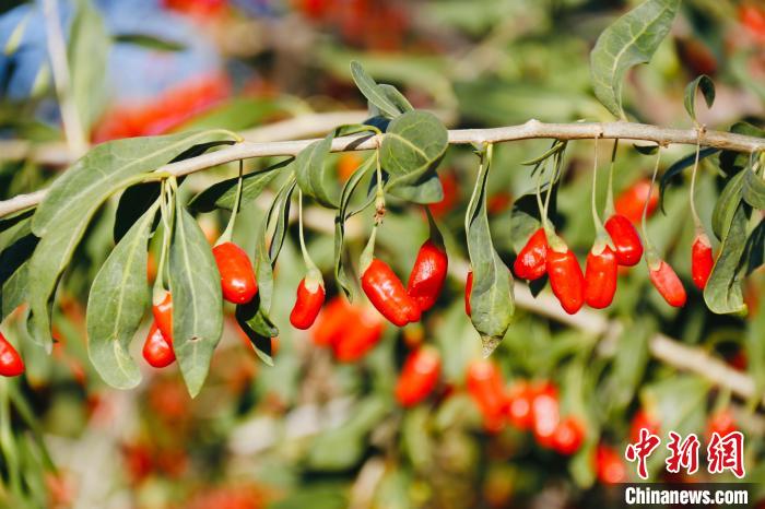 圖為柴達(dá)木盆地有機(jī)枸杞。　孫睿 攝