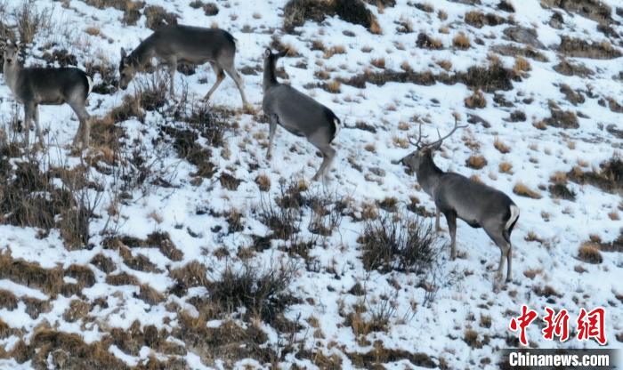 圖為巖羊和馬鹿集體覓食?！《继m縣融媒體中心 供圖