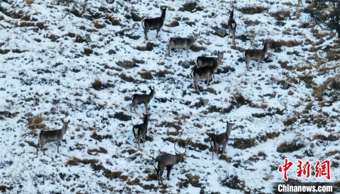 圖為巖羊和馬鹿集體覓食?！《继m縣融媒體中心 供圖