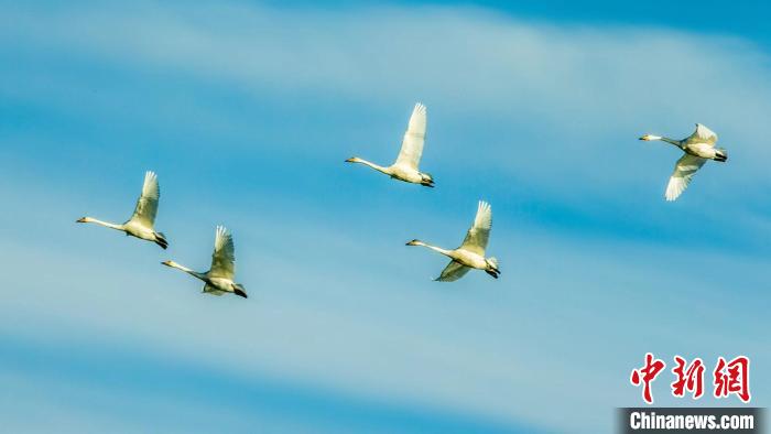 圖為天鵝在空中飛翔?！『螁⒔?攝