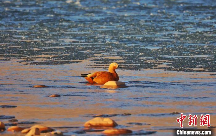 圖為赤麻鴨自在游曳?！“兹斩〔冀?攝
