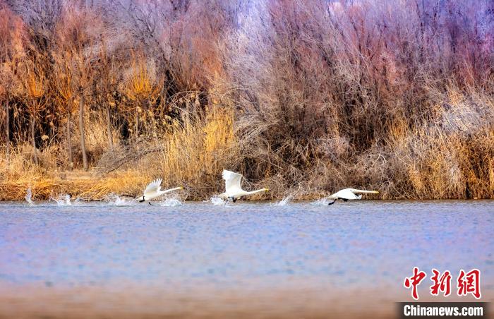 圖為起舞的天鵝與碧波蕩漾的湖面相映成趣。　簡約 攝