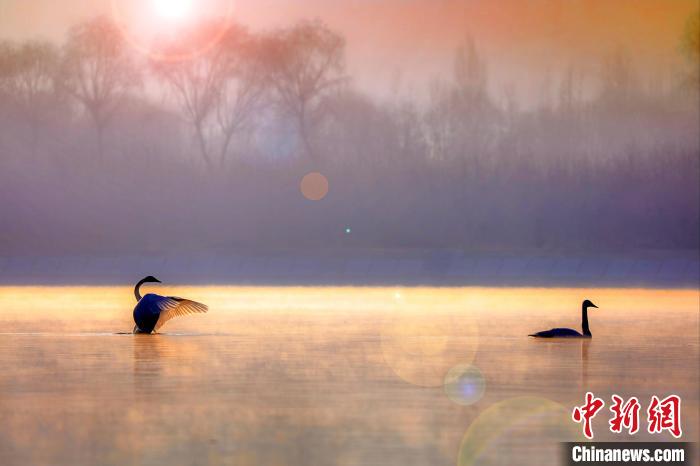 圖為天鵝在湖面嬉戲。　筱筱君 攝
