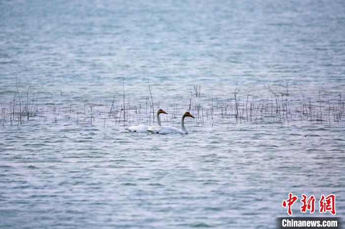 圖為天鵝在湖面嬉戲。　筱筱君 攝