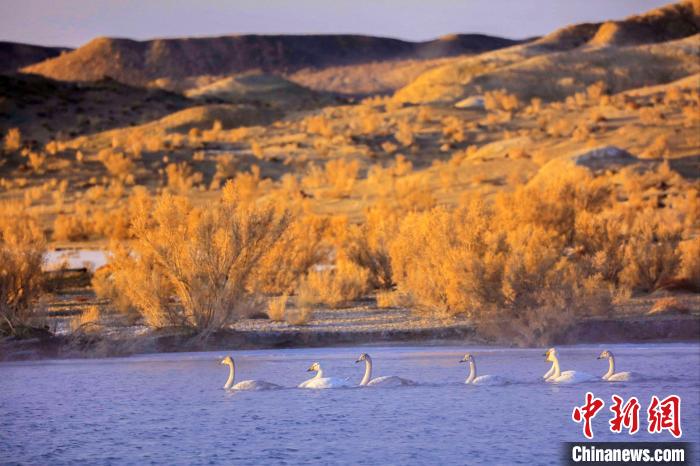 圖為黃河岸畔貴德縣迎來天鵝“做客”?！◇泱憔?攝