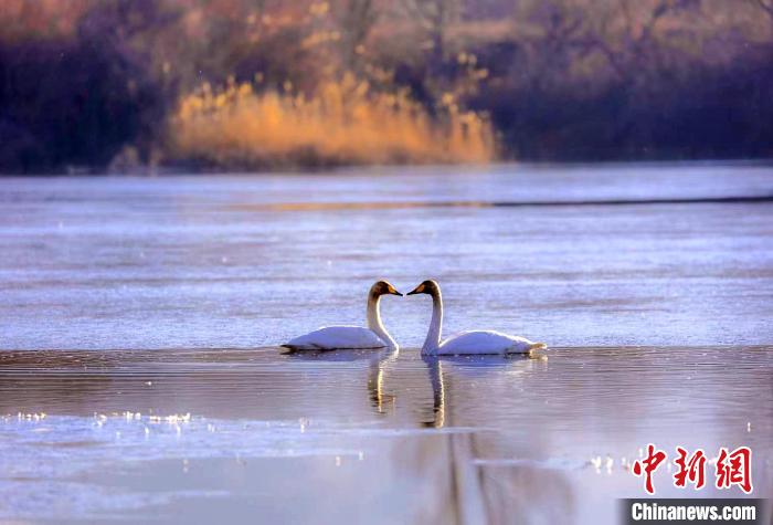 圖為天鵝在湖面嬉戲?！◇泱憔?攝