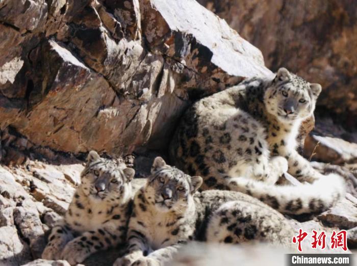青海都蘭：雪豹、兔猻等多種珍稀野生動物亮相