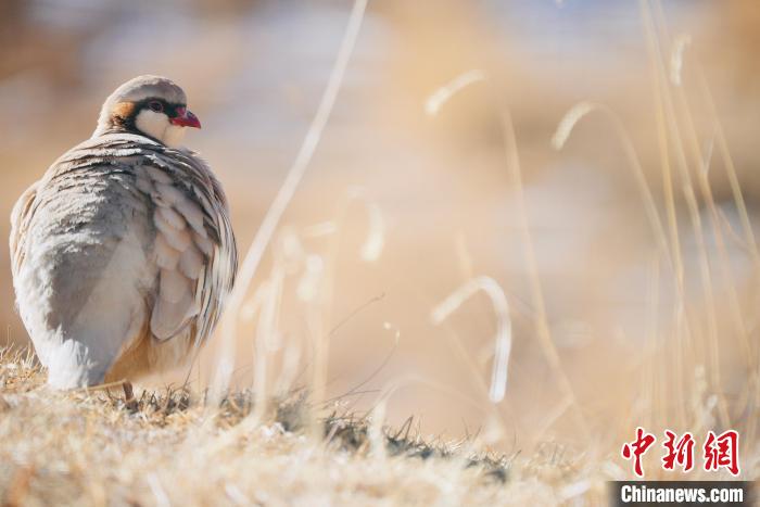 圖為都蘭縣境內(nèi)的鳥類。　拉毛杰 攝