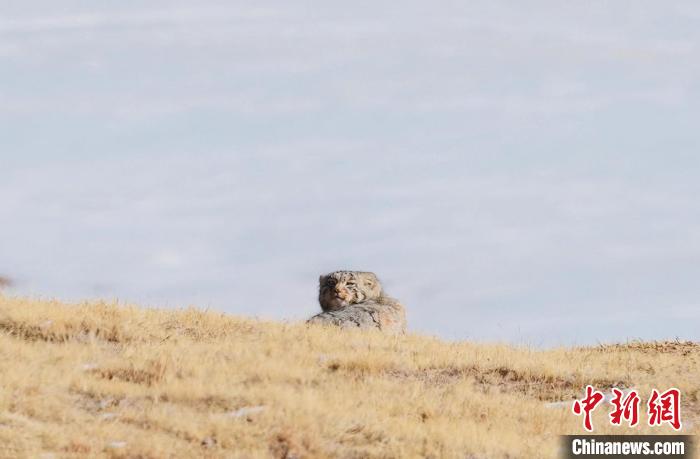 圖為回頭張望的兔猻?！±?攝