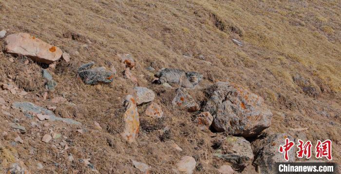 圖為兔猻。　拉毛杰 攝