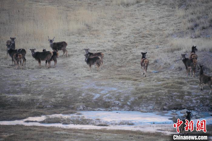 圖為都蘭縣境內(nèi)的野生動物?！±?攝