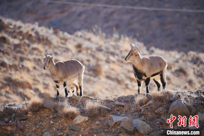 圖為都蘭縣境內(nèi)的野生動物。　拉毛杰 攝