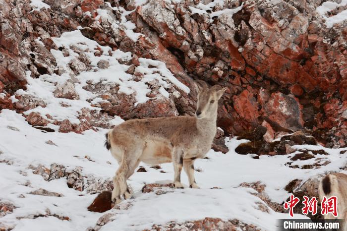 圖為在雪中悠然自得的巖羊?！“兹斩〔冀?攝