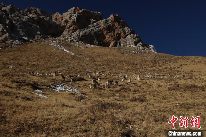 圖為巖羊群?！“兹斩〔冀?攝