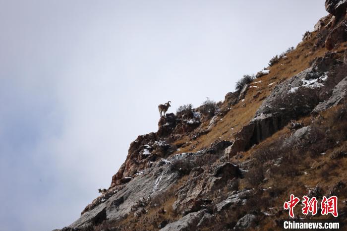 圖為在山崖上站立的巖羊。　白日丁布江才 攝