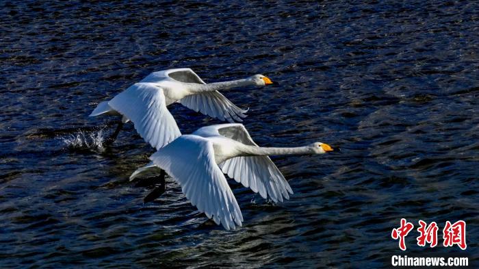 圖為兩只大天鵝?！?yán)桉 攝