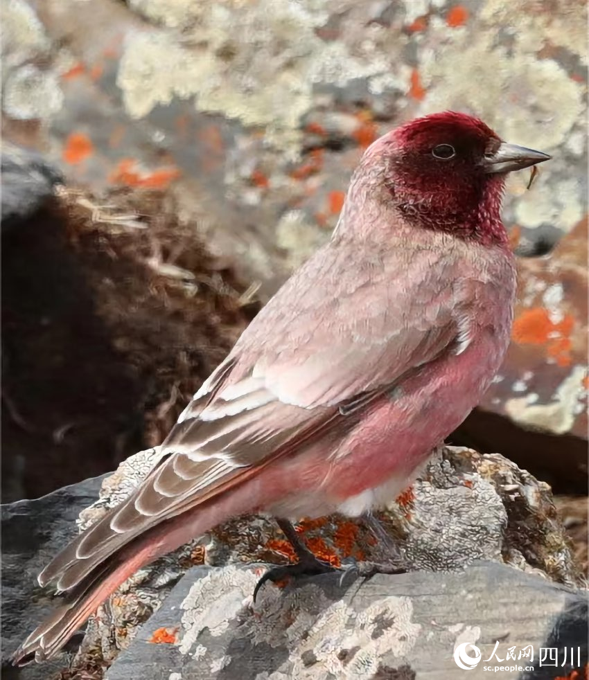 國(guó)家二級(jí)重點(diǎn)保護(hù)野生動(dòng)物——藏雀。貢布扎西攝