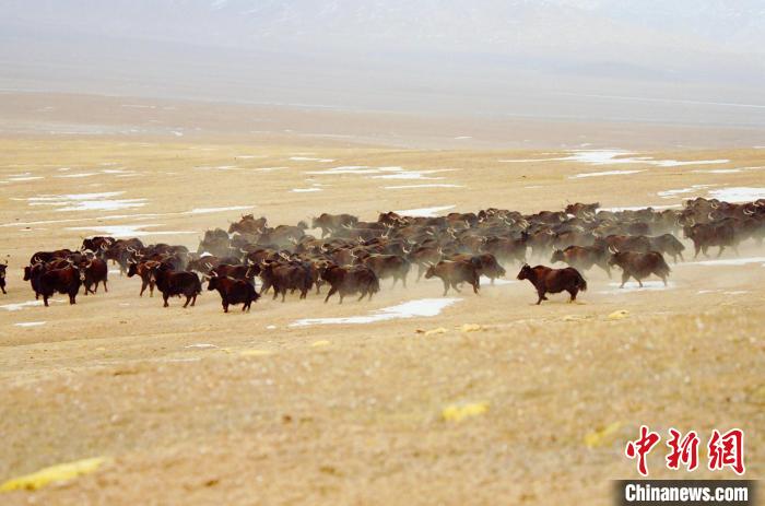 圖為青海省治多縣索加鄉(xiāng)的牛群。(資料圖) 治多縣委宣傳部 供圖