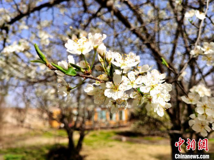 圖為梨花。　張?zhí)砀?攝