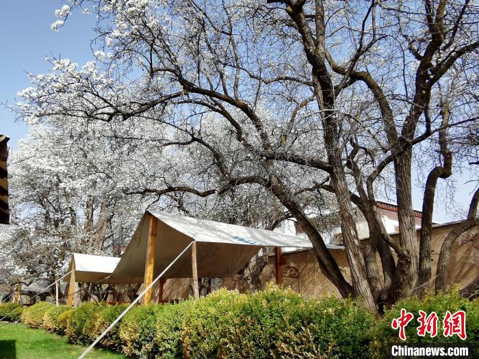 圖為尖扎噶達(dá)莊園內(nèi)的梨花?！?zhí)砀?攝