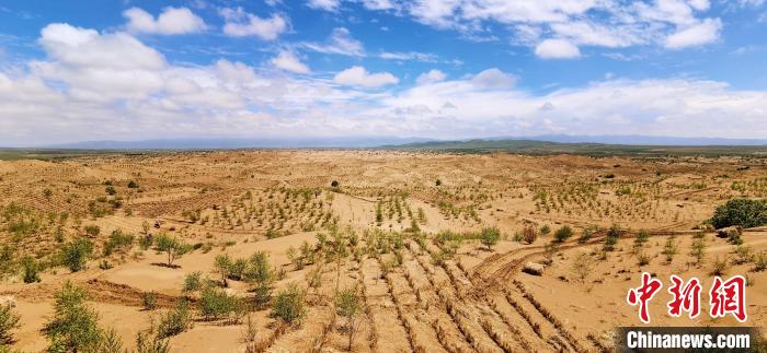 資料圖為貴南縣黃沙頭的防沙治沙草方格。　祁增蓓 攝