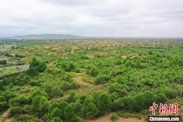 資料圖為航拍黃沙頭防沙治沙區(qū)植被?！∑钤鲚?攝
