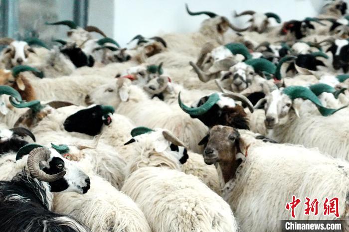 圖為被評(píng)為國家農(nóng)產(chǎn)品地理標(biāo)志保護(hù)產(chǎn)品的剛察藏羊進(jìn)場(chǎng)入圈?！〔讨绢?攝