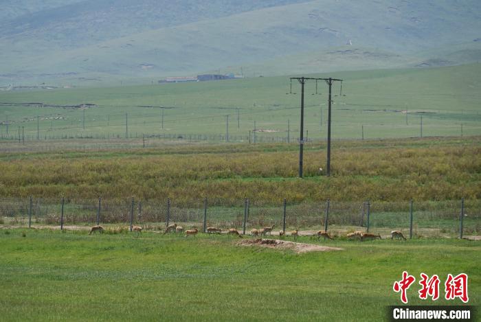 圖為成群普氏原羚在草場上愜意覓食，悠閑自在?！●R銘言 攝