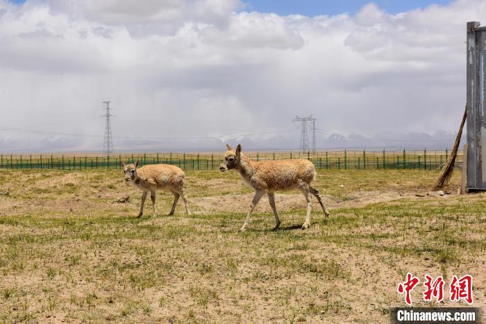 圖為可可西里國家級自然保護(hù)區(qū)內(nèi)的藏羚羊?！埢⒖?攝